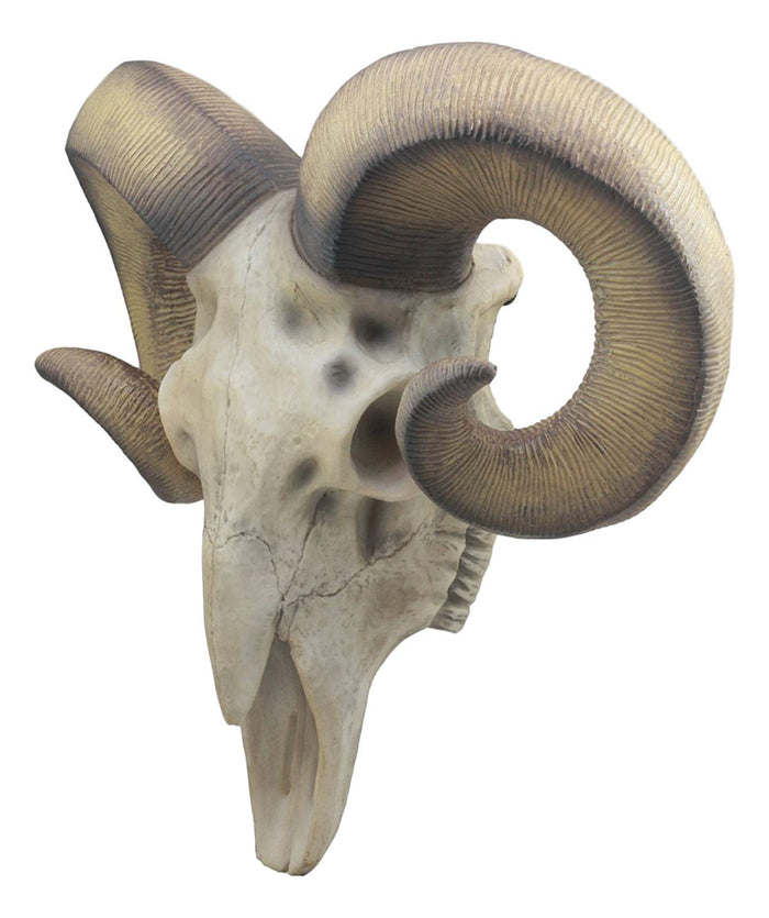 Large Texas Corsican Ram Skull And Horns Wall Trophy Nature's Taxidermy 15"Wide