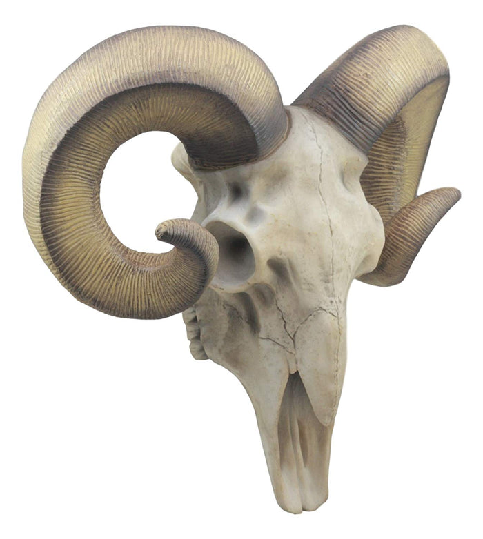 Large Texas Corsican Ram Skull And Horns Wall Trophy Nature's Taxidermy 15"Wide