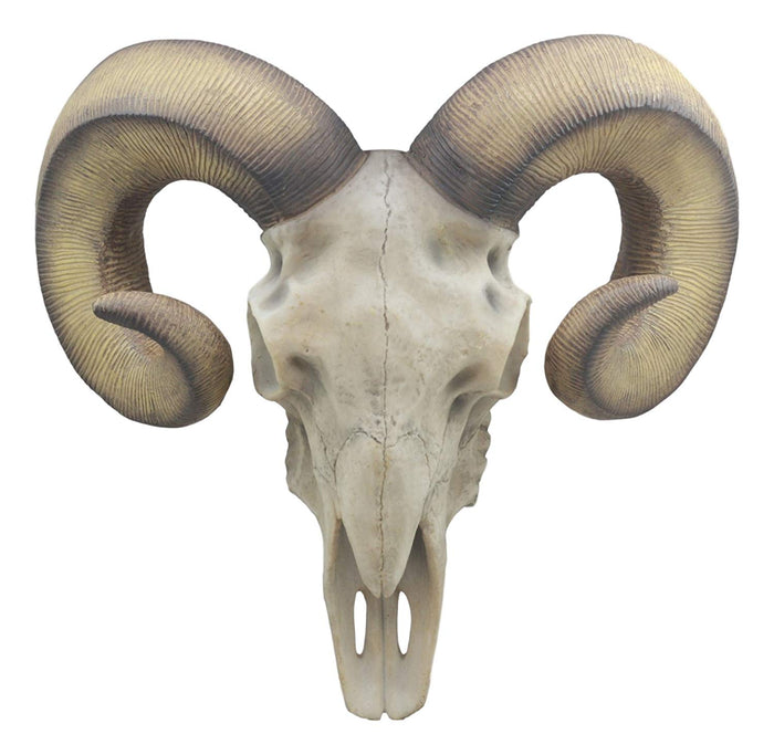 Large Texas Corsican Ram Skull And Horns Wall Trophy Nature's Taxidermy 15"Wide