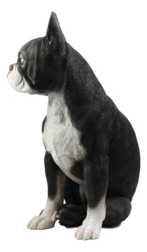 Lifelike Adorable Boston Terrier Dog Statue 16"H Pedigree Dog With Glass Eyes