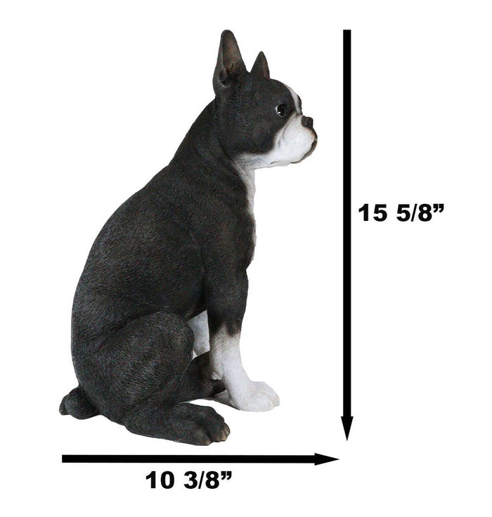 Lifelike Adorable Boston Terrier Dog Statue 16"H Pedigree Dog With Glass Eyes