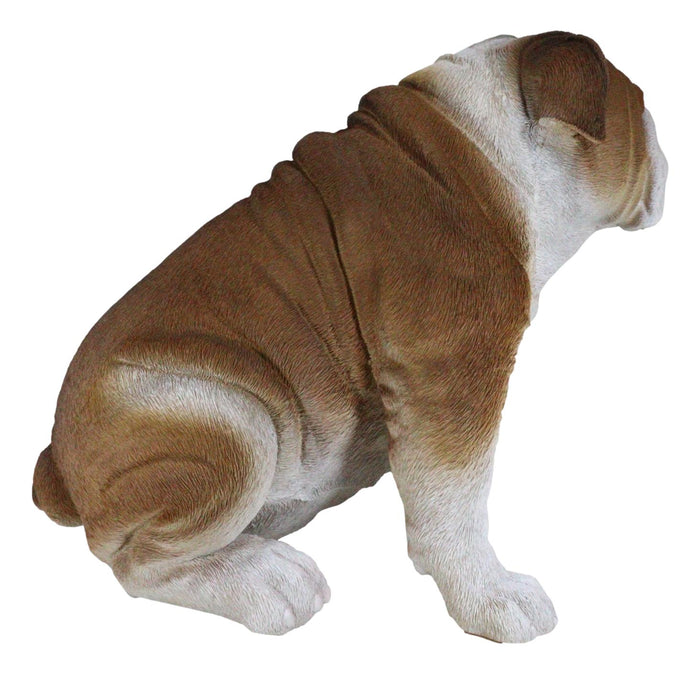 Lifelike Realistic English Bulldog Statue 14.5"Tall Fine Pedigree Dog Breed