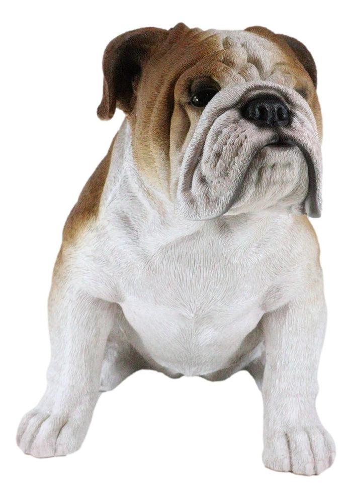 Lifelike Realistic English Bulldog Statue 14.5"Tall Fine Pedigree Dog Breed