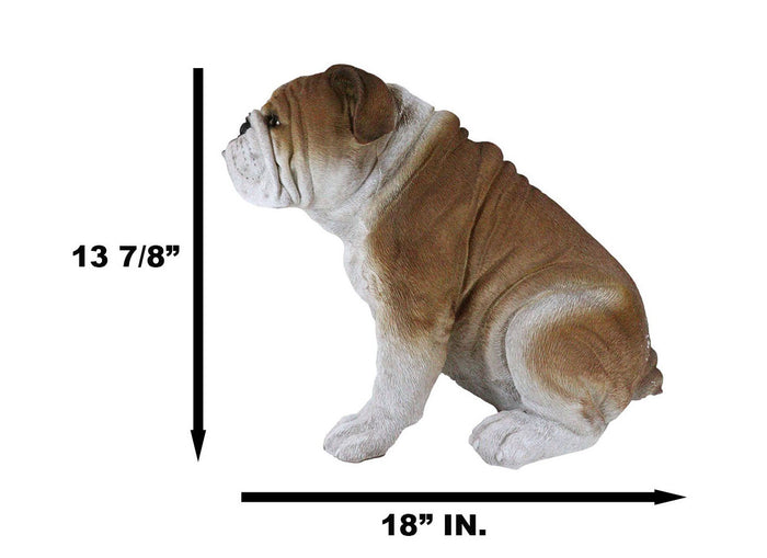 Lifelike Realistic English Bulldog Statue 14.5"Tall Fine Pedigree Dog Breed