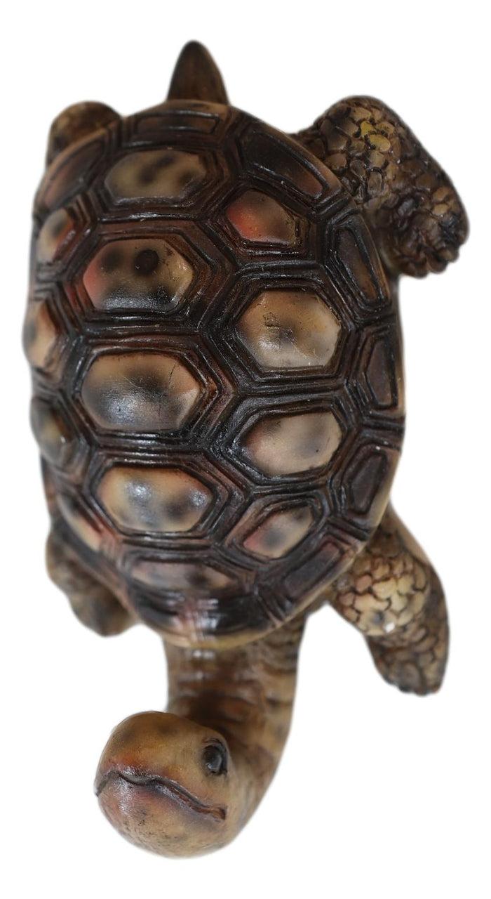 Nautical Marine Brown Long Necked Tortoise Rustic Wall Hook Hanger Figurine