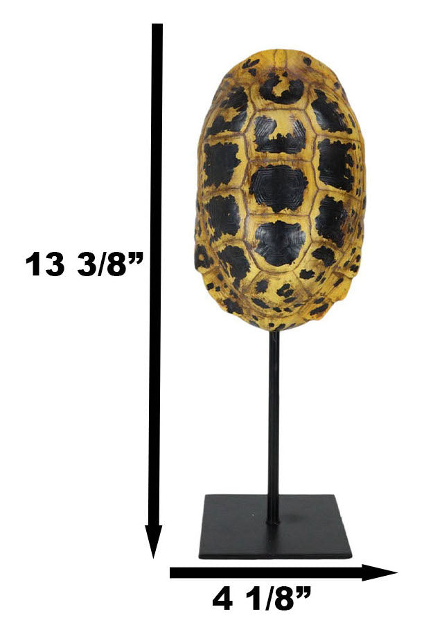 Nautical Reptile Yellow Elongated Tortoise Shell Sculpture On Museum Art Stand