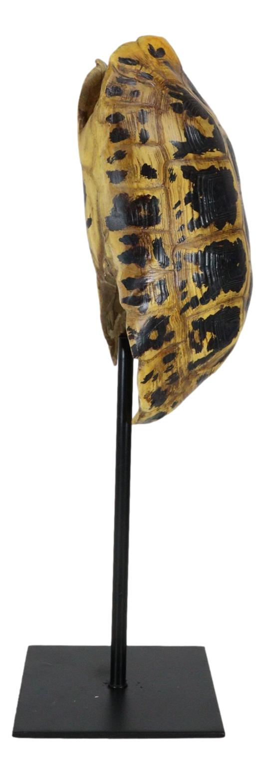 Nautical Reptile Yellow Elongated Tortoise Shell Sculpture On Museum Art Stand