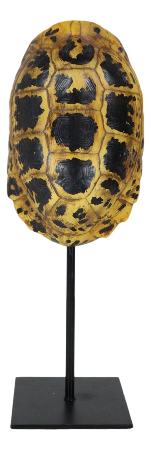 Nautical Reptile Yellow Elongated Tortoise Shell Sculpture On Museum Art Stand