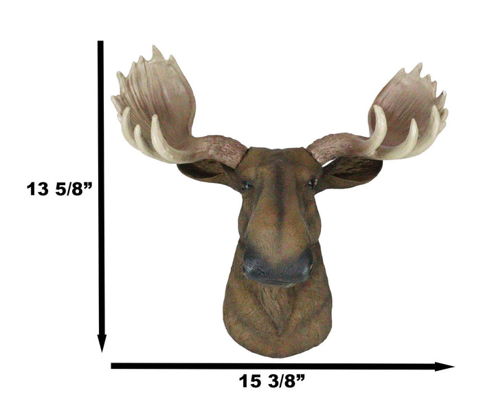 North American Granddaddy Bull Moose With Antlers Trophy Head Wall Decor 15"L