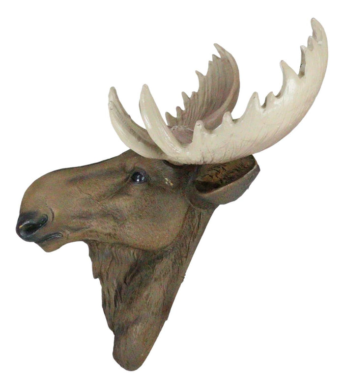 North American Granddaddy Bull Moose With Antlers Trophy Head Wall Decor 15"L