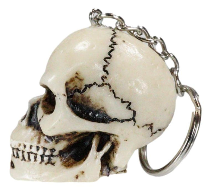 Pack Of 12 Novelty Bone Colored Jointed Homosapien Cranium Skulls Keychains