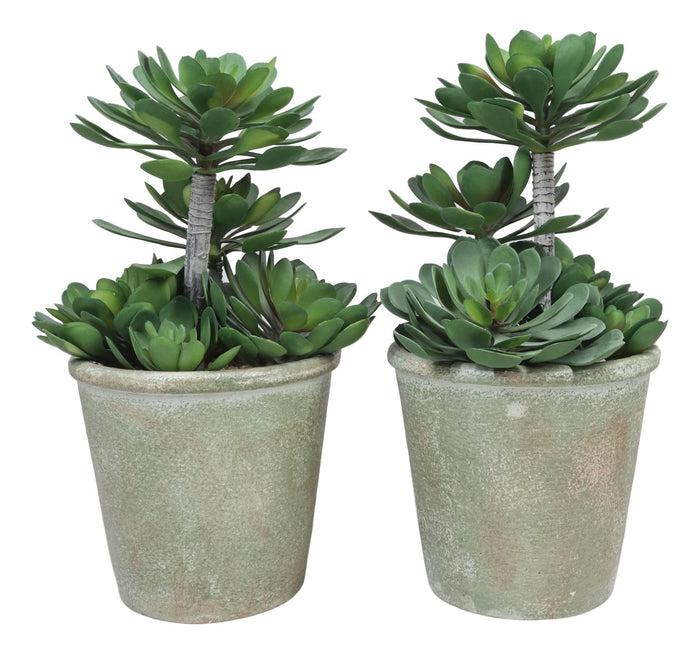 Pack Of 2 Lifelike Artificial Zwartkop Succulent Blooms Botanicas In Earth Pots