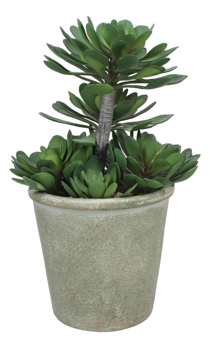 Pack Of 2 Lifelike Artificial Zwartkop Succulent Blooms Botanicas In Earth Pots