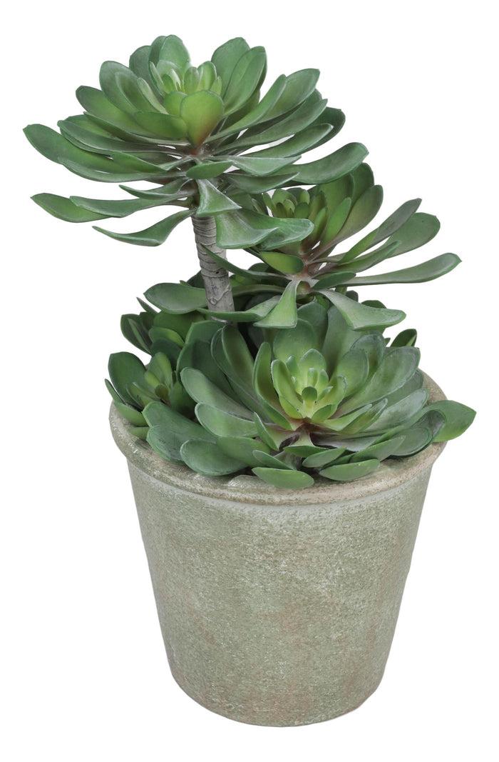Pack Of 2 Lifelike Artificial Zwartkop Succulent Blooms Botanicas In Earth Pots