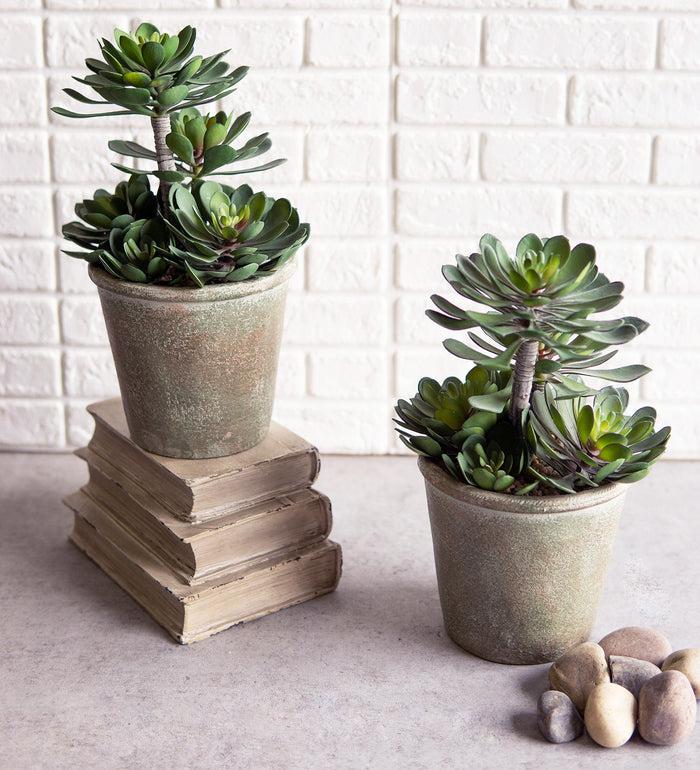 Pack Of 2 Lifelike Artificial Zwartkop Succulent Blooms Botanicas In Earth Pots