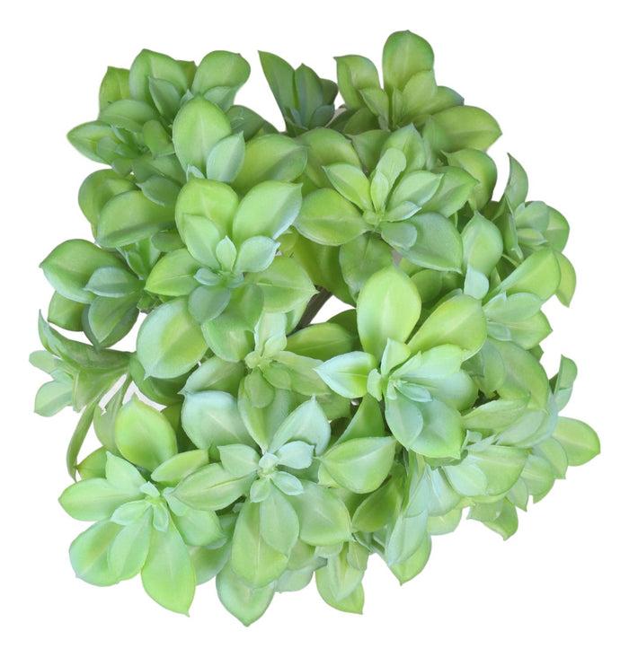 Pack Of 6 Lifelike Artificial Kiwi Desert Plant Succulents Stem Botanica 8"H