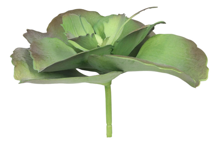 Pack Of 6 Realistic Lifelike Artificial Lilacina Paddle Desert Plant Succulents