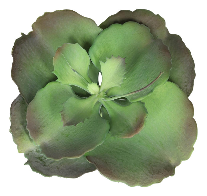 Pack Of 6 Realistic Lifelike Artificial Lilacina Paddle Desert Plant Succulents