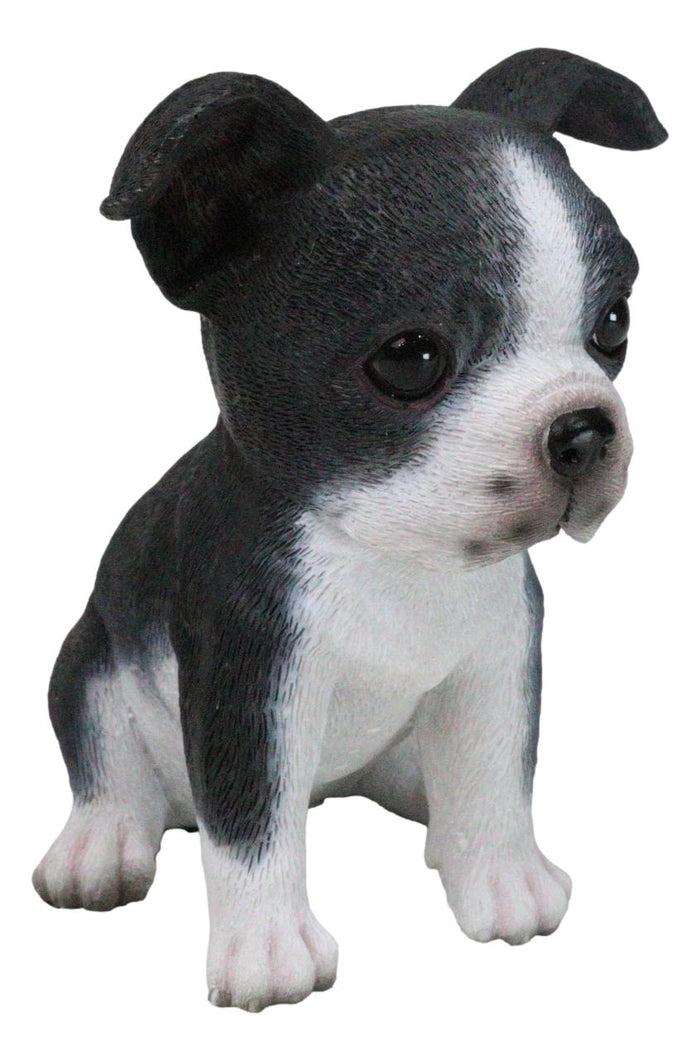 Realistic Miniature Boston Terrier Puppy Statue 6.25"Tall Animal Dog Collectible