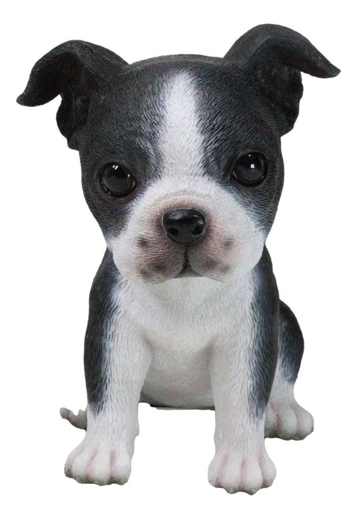 Realistic Miniature Boston Terrier Puppy Statue 6.25"Tall Animal Dog Collectible