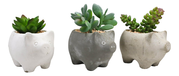 Set Of 3 Realistic Artificial Botanica Succulents In Little Pigs Pot 5" High
