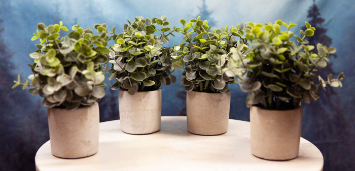 Set Of 4 Realistic Artificial Botanica Boxwood Sage Bush Plant In Concrete Pots