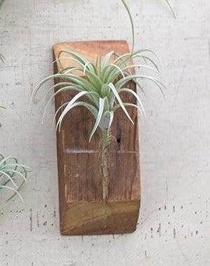 Set Of 5 Realistic Artificial Faux Botanica Air Plants Fern Grass Succulents 8"