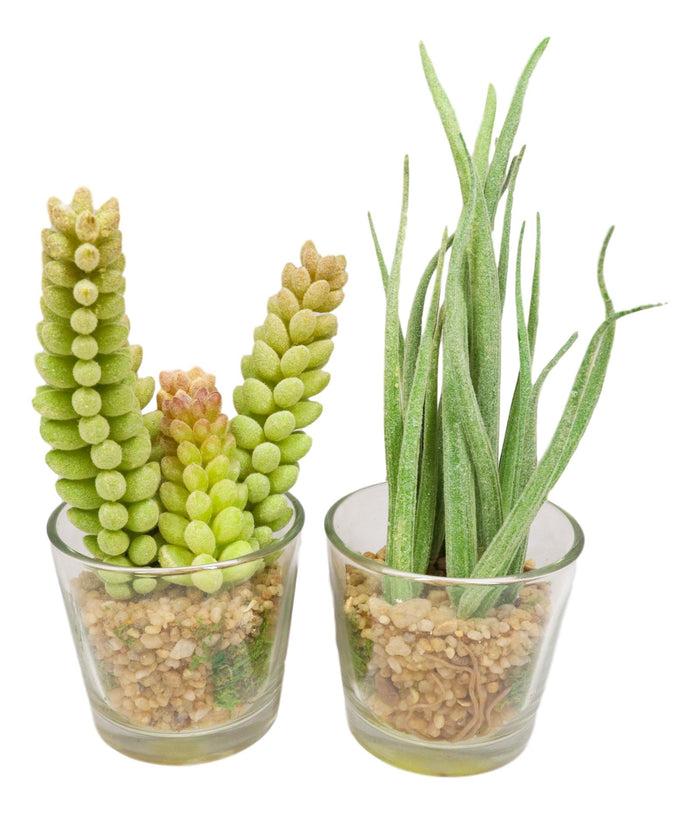 Set Of 6 Realistic Lifelike Artificial Faux Botanica Succulents In Glass Pots