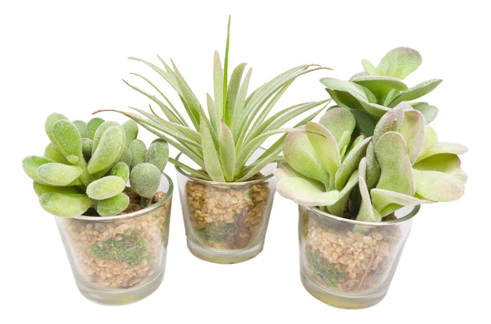 Set Of 6 Realistic Lifelike Artificial Faux Botanica Succulents In Glass Pots