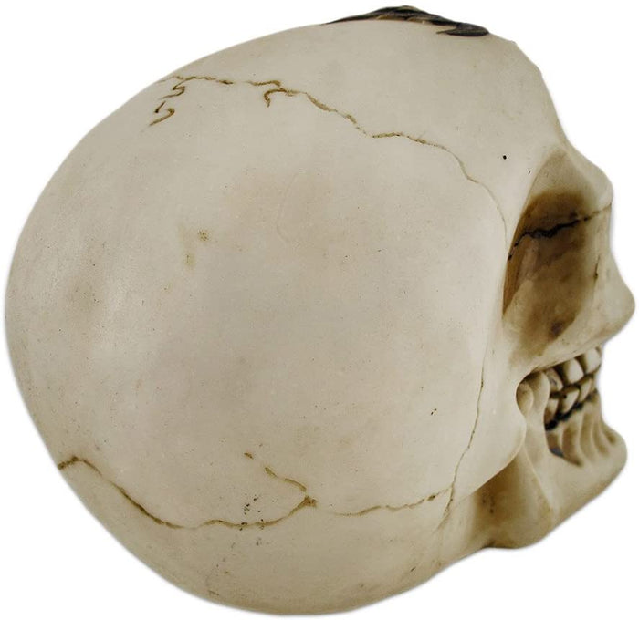 Skull With Red Jeweled Headpiece Statue 6"L Collectible Home Decor