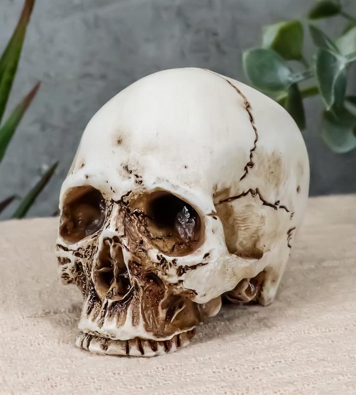 Small Half Jaw Homo Sapiens Skull Figurine Miniature Skull Cranium Sculpture