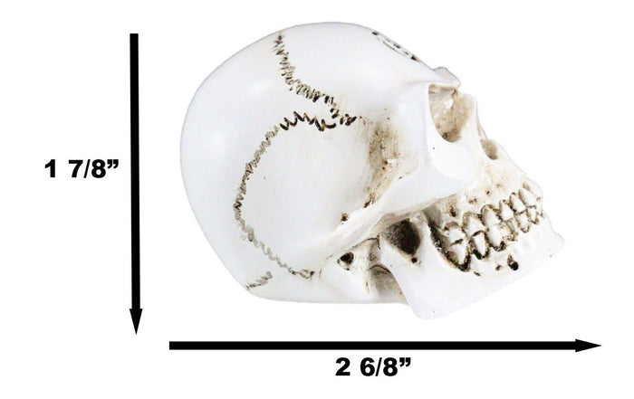 Vault Alchemist Bone Philosophus Magnus Skull Gear Shift Knob Or Paperweight