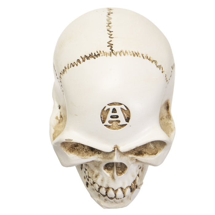 Vault Alchemist Bone Philosophus Magnus Skull Gear Shift Knob Or Paperweight