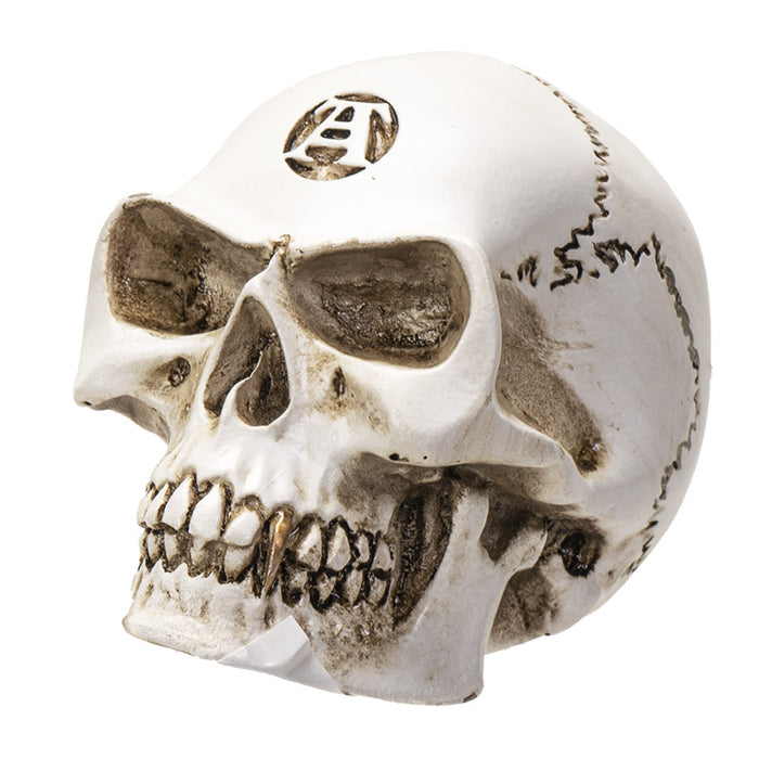 Vault Alchemist Bone Philosophus Magnus Skull Gear Shift Knob Or Paperweight