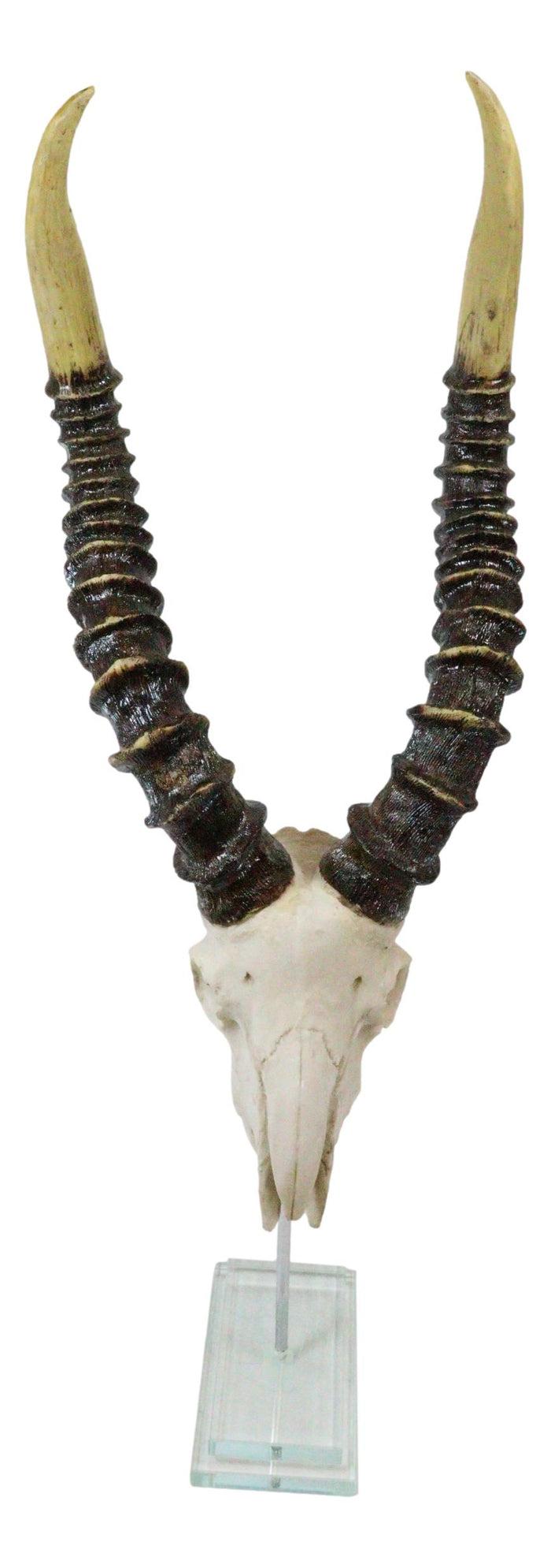 Vintage Faux Taxidermy Kudu Antelope Skull On Museum Pole Mount With Glass Base
