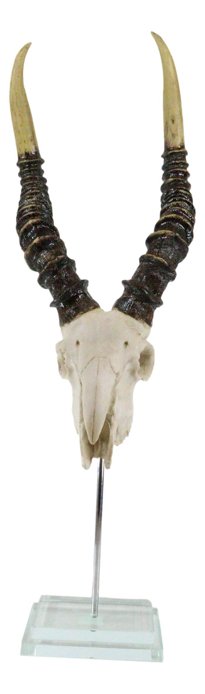 Vintage Faux Taxidermy Kudu Antelope Skull On Museum Pole Mount With Glass Base