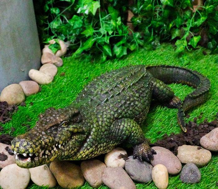 Ebros 21" Long Realistic Alligator Crocodile Statue Home and Garden Figurine
