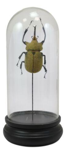 Entomology Elephant Beetle Faux Taxidermy Sculpture In Glass Dome Cloche Display