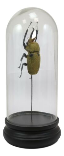 Entomology Elephant Beetle Faux Taxidermy Sculpture In Glass Dome Cloche Display