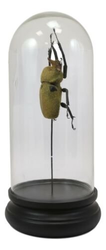 Entomology Elephant Beetle Faux Taxidermy Sculpture In Glass Dome Cloche Display