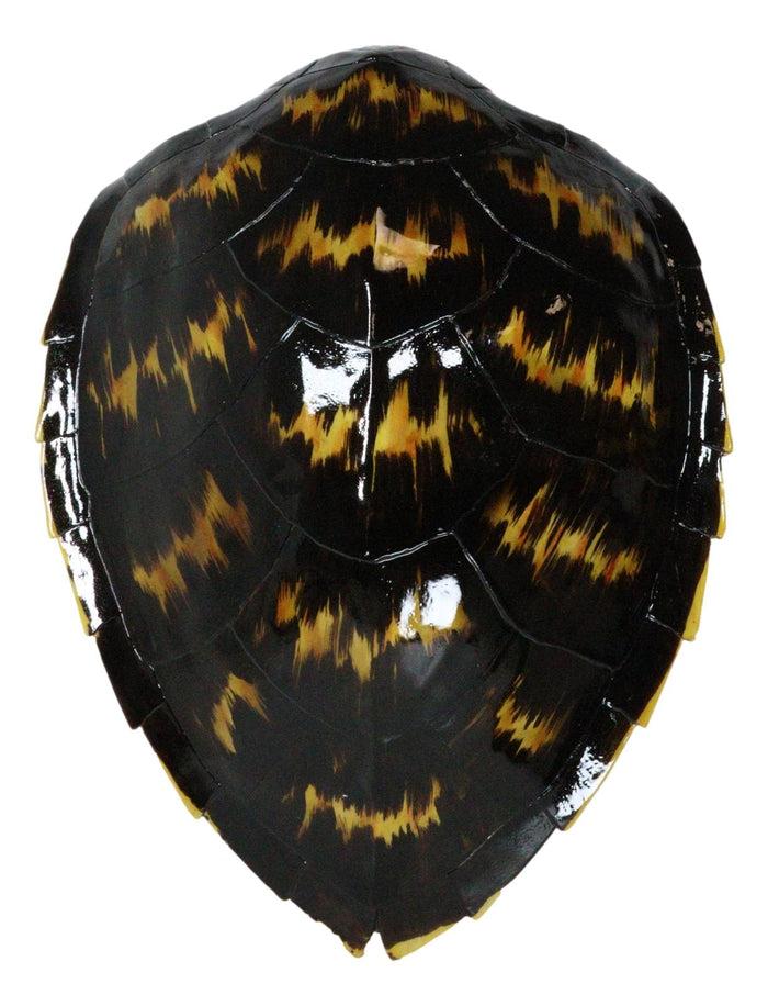 Large Nautical Marine Black Tone Faux Hawksbill Turtle Shell Replica Wall Decor
