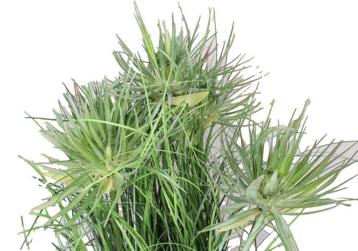 Pack Of 2 Realistic Lifelike Artificial Cyprus Grass Plant In Black Pot Botanica